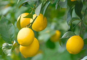 レモン畑の風景写真